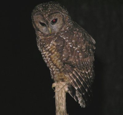 Spotted Owl (female)