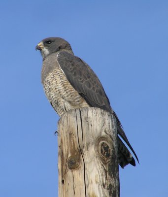 Swainson's Hawk