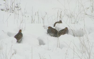 Gray Patridges in snow burrow