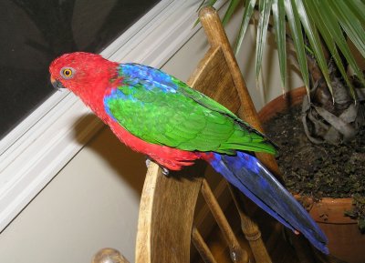 Amboina King Parrot-- my pet parrot