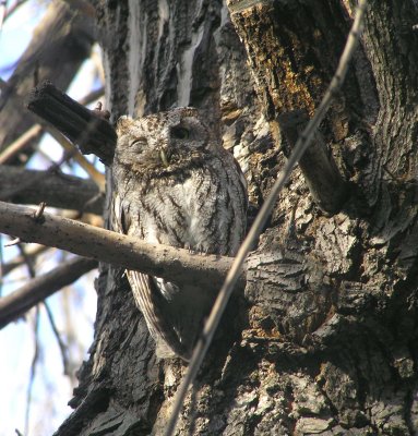 Western Screech Owl