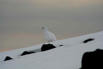 White tailed ptarmigan (male-winter plumage)
