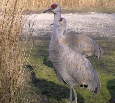 Sandhill Crane