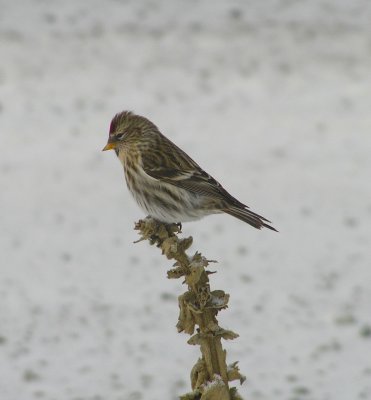 Common Redpoll