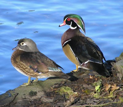 Wood duck pair