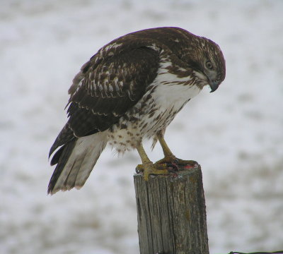 Red tailed Hawk