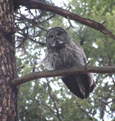 Great Gray Owl