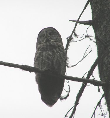 Great Gray Owl