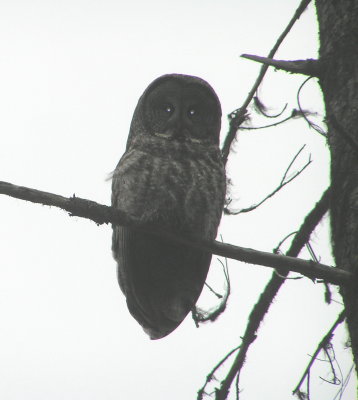 Great Gray Owl