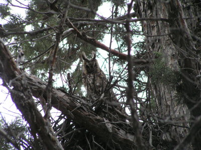 Long eared Owl