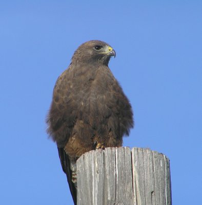 Swainsons hawk (dark morph)