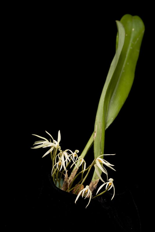 20082991 - Maxillaria tenuis Sweet Nothings CBR/AOS