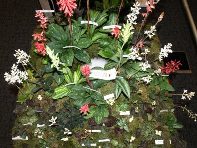 20082284 - Exhibit of Jewel Orchids Hossier Orchids