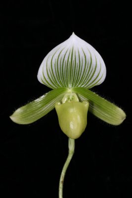 20082188 - Paph. Limelight  'Robert Ware'  HCC/AOS 77 points