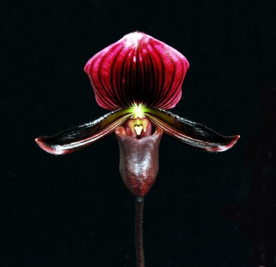 20106718   Paph.  Alma Mater 'Hampshire Alumnus'  HCC/AOS 75 pts.