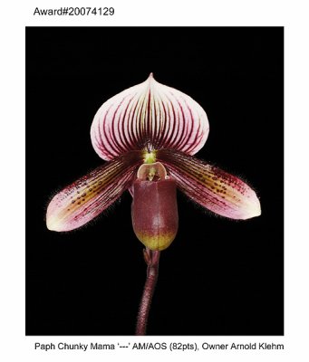 20074129 - Paph Chunky Mama  'Plump Pudding' AM/AOS  82 pts.