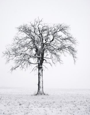 Minimal Tree