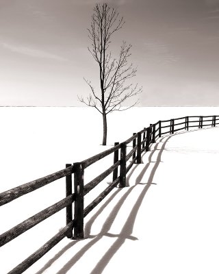 Fence and Tree