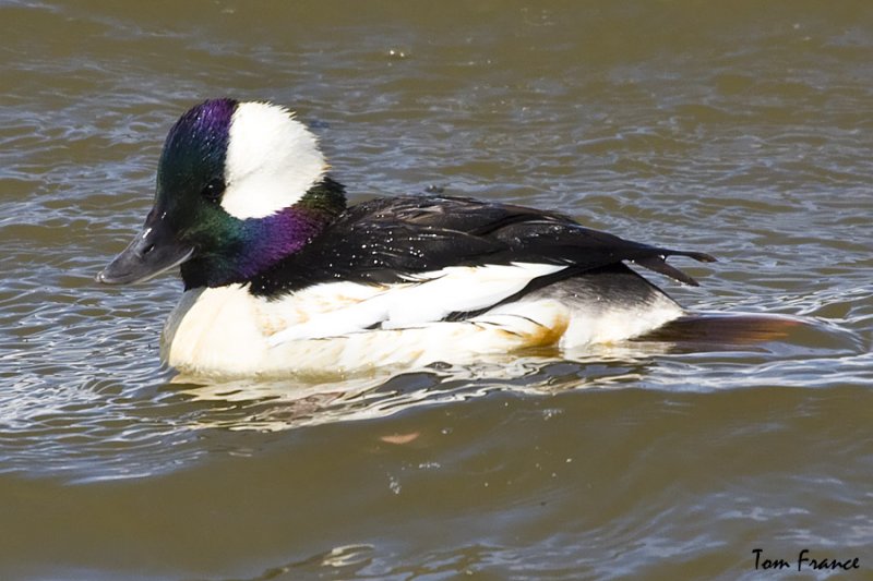 Bufflehead1.jpg
