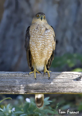 Coopers Hawk1.jpg