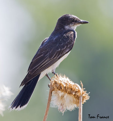 eastern_kingbird