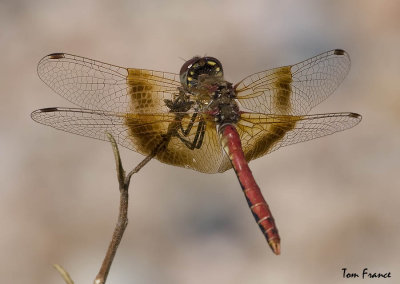 meadowhawk