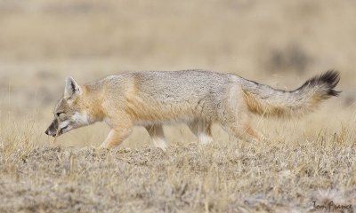 Swift Fox02.jpg