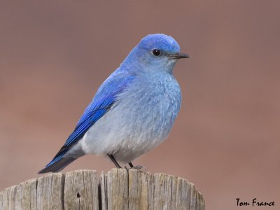 Mountain Bluebird01.jpg
