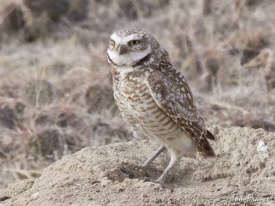 Burrowing Owl001.jpg