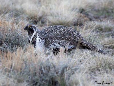 Greater Sage-Grouse1.jpg