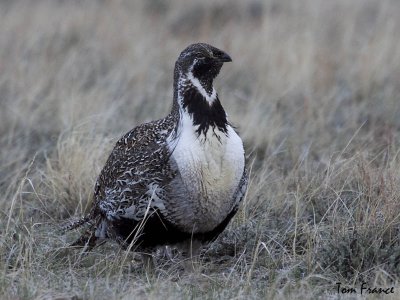 greater_sage-grouse