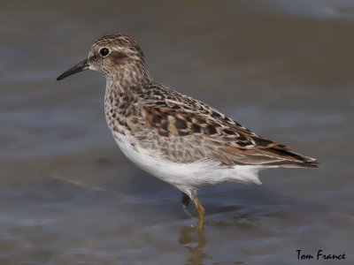 Least Sandpiper01.jpg