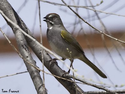 greentailed_towhee