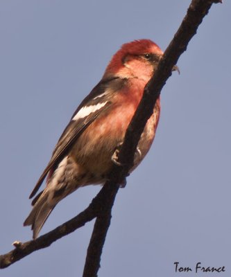 white-winged_crossbill