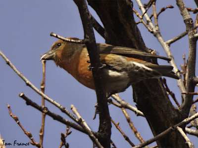 red_crossbill