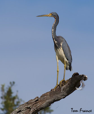 tricolored_heron_fl