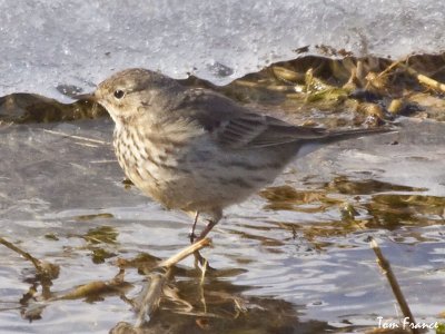 pipits