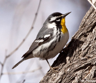 yellow-throated_warbler