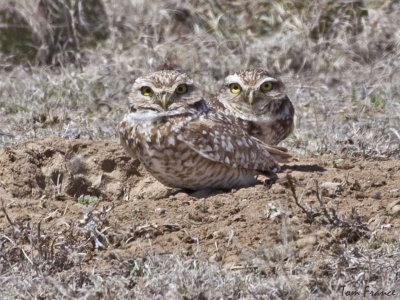 Burrowing Owl2.jpg