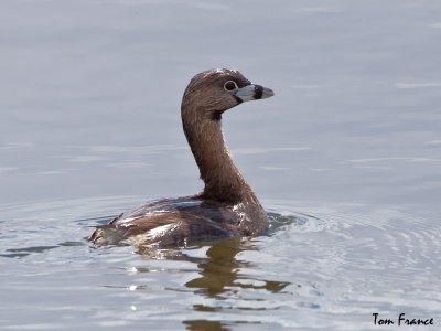 Pied-billed Grebe4.jpg