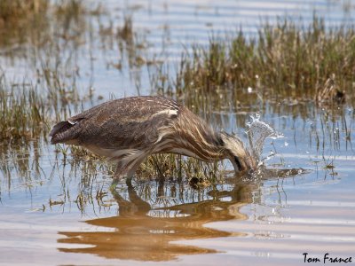 American Bittern001.jpg