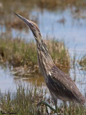 American Bittern003.jpg