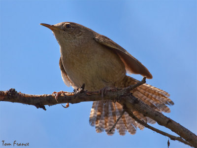 house_wren