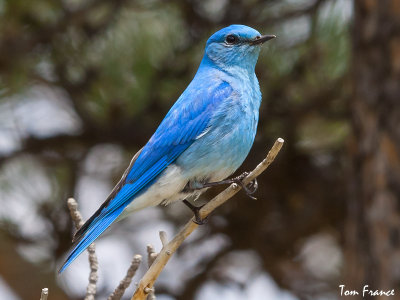 bluebirds_mountain