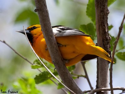 bullocks_oriole