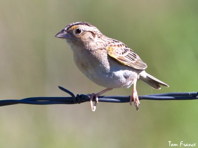 Grasshopper Sparrow1.jpg