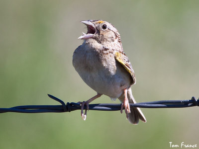 Grasshopper Sparrow2.jpg
