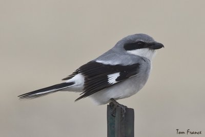 Loggerhead Shrike1.jpg