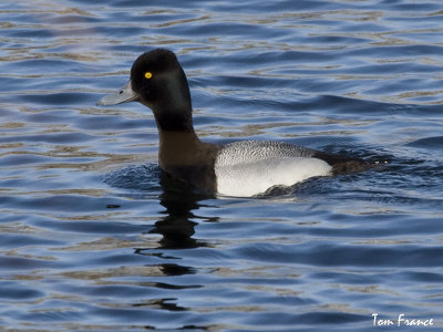 Lesser Scaup1.jpg