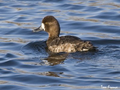 Lesser Scaup2 female.jpg